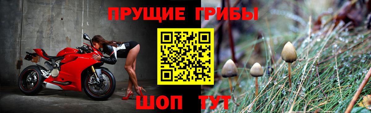 где купить   Галлюциногенные грибы MAGIC MUSHROOMS  Вход с VPN  Мурино 